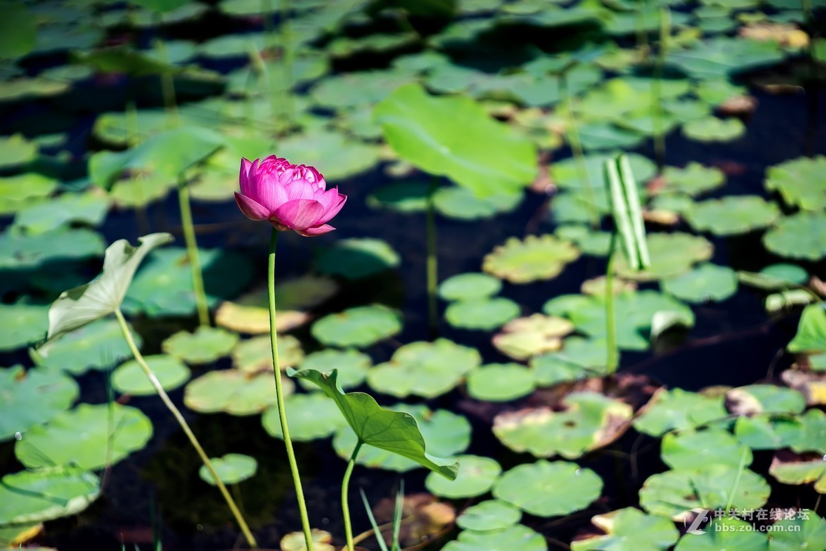 老镜头.东蔡80 1.8大p魔镜