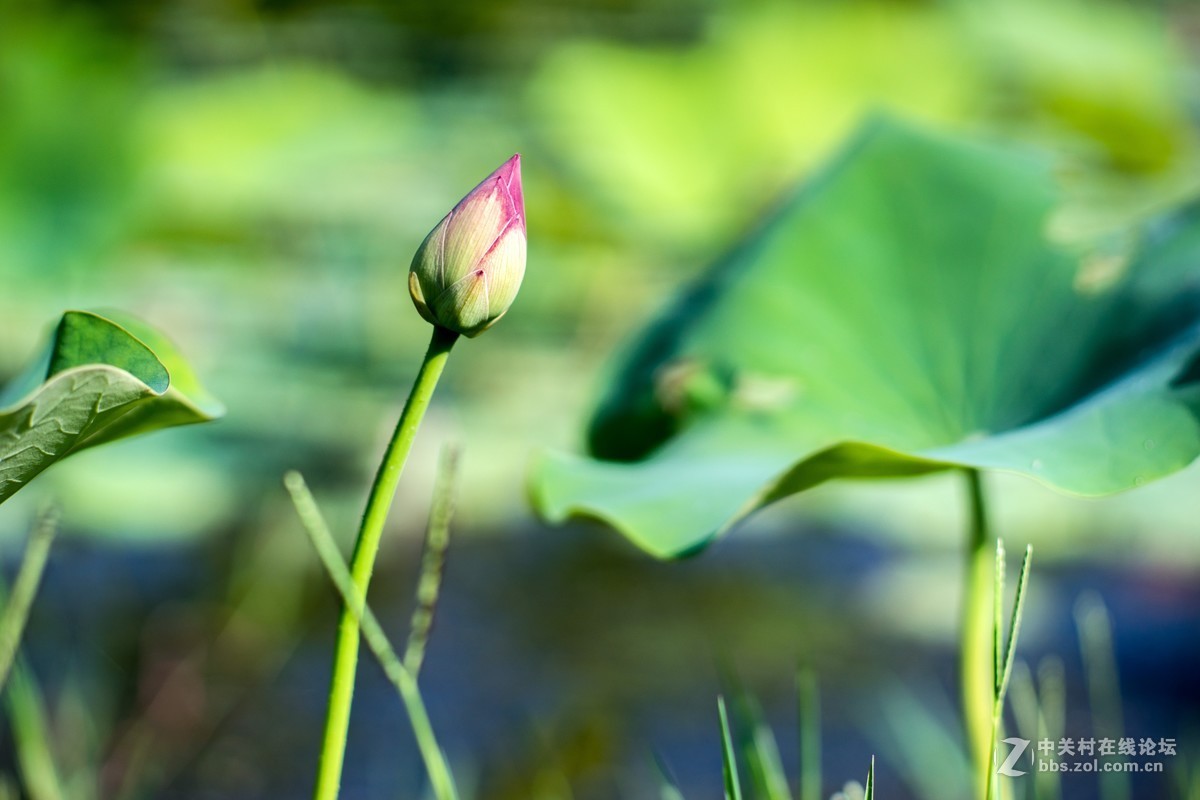 老镜头.东蔡80 1.8大p魔镜