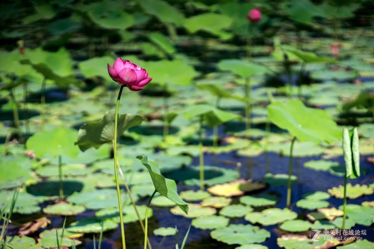 老镜头.东蔡80 1.8大p魔镜