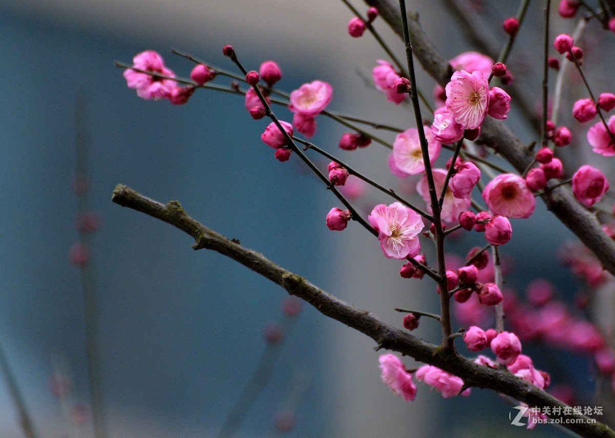 三九天拍梅花