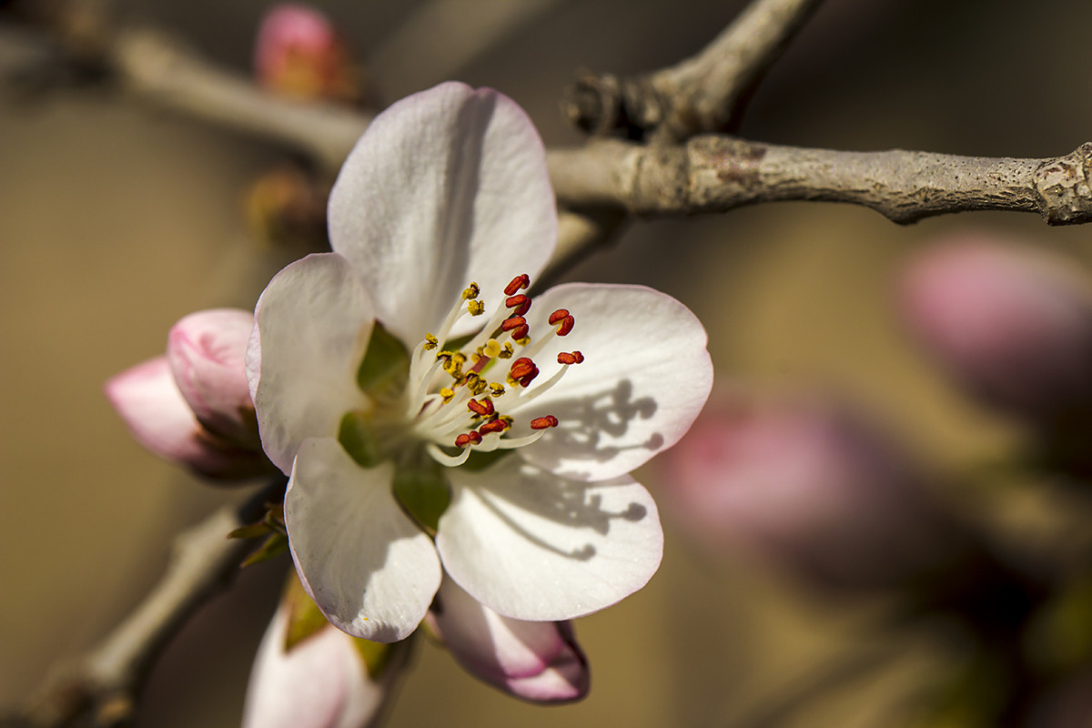 今年桃花早开放！