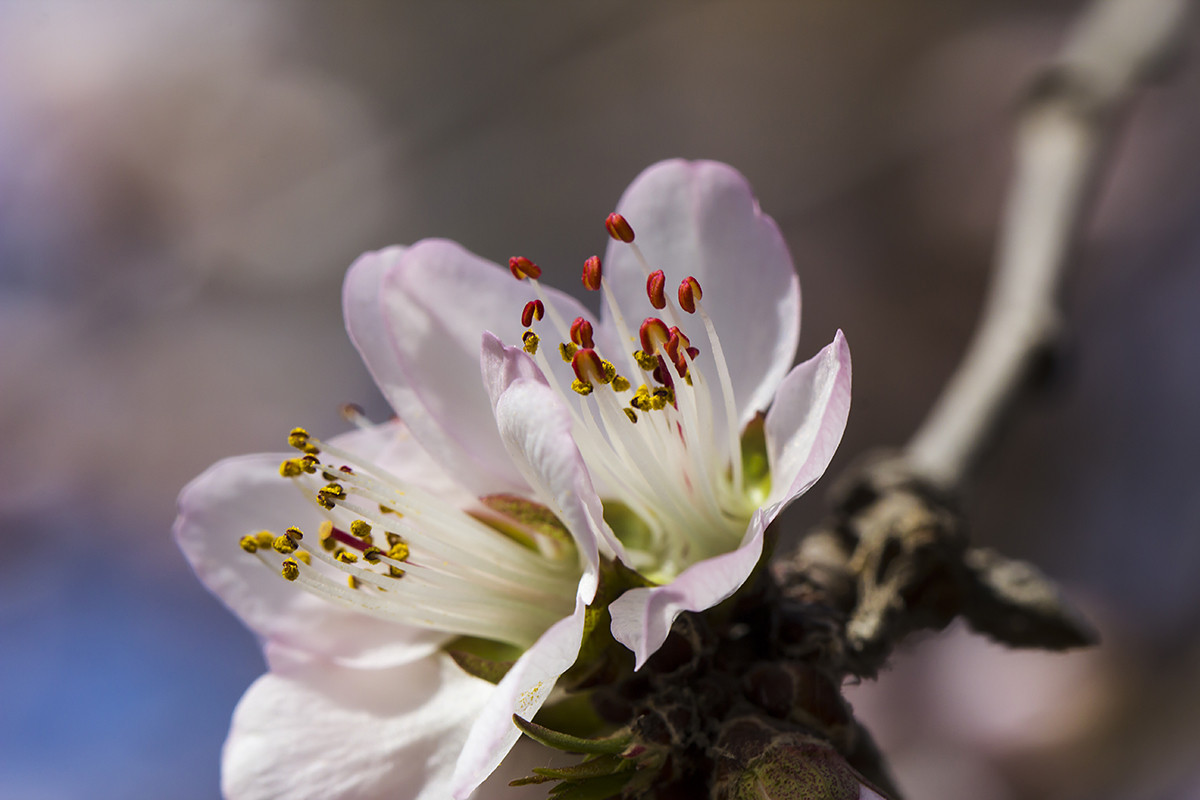 今年桃花早开放！