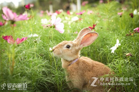 钦州格桑花开！新手勿喷！