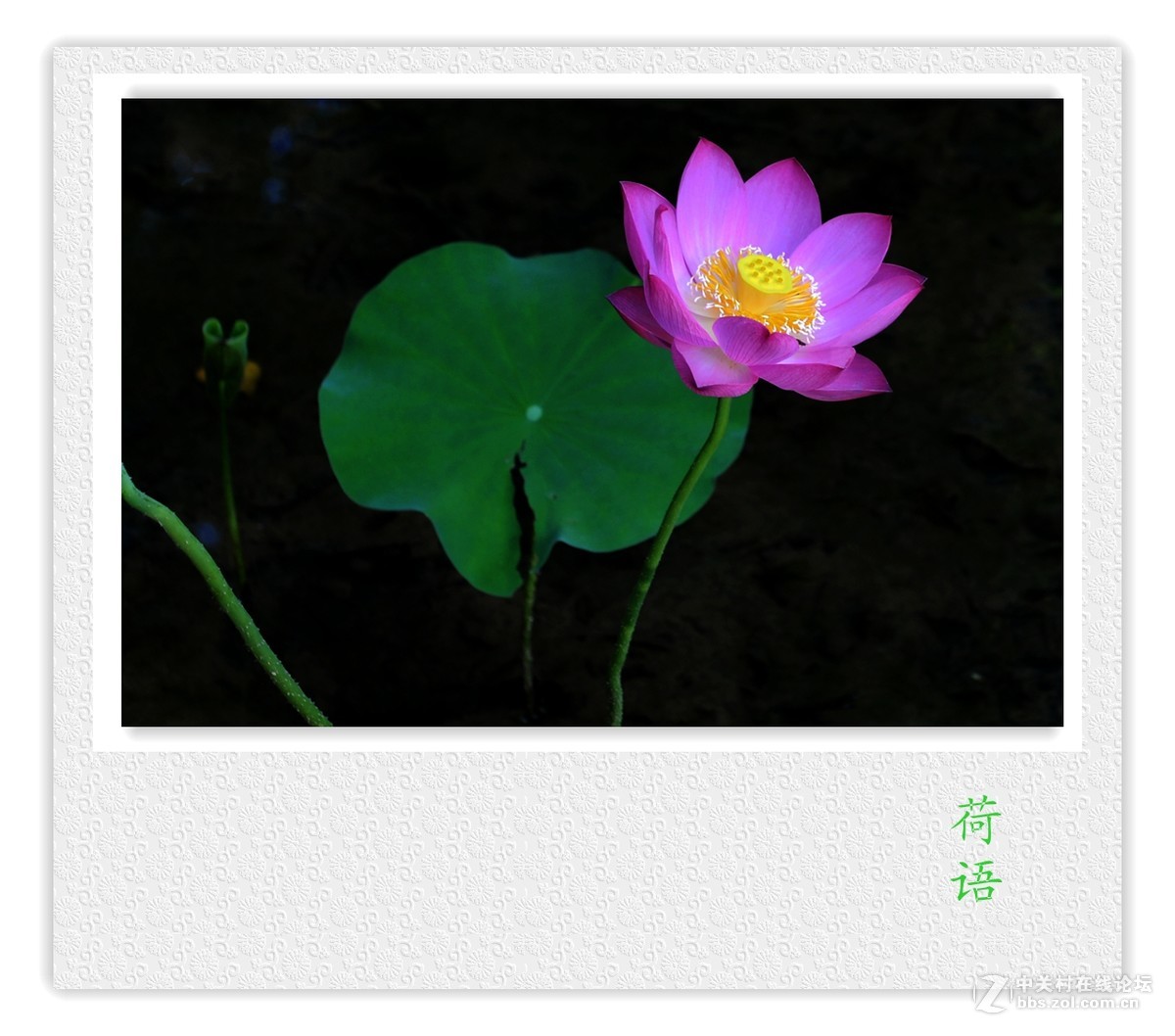 【荷语】