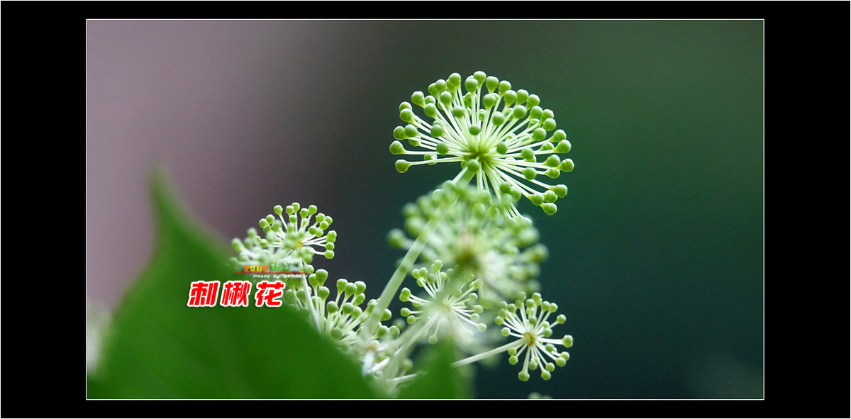 【我的视野】★ 刺楸花 ★