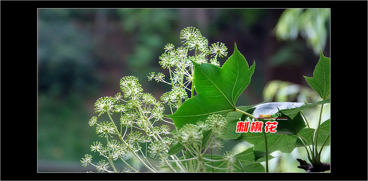 【我的视野】★ 刺楸花 ★