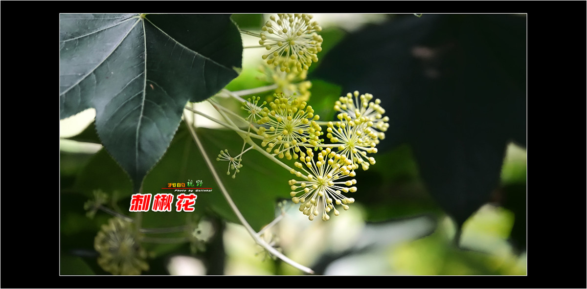 【我的视野】★ 刺楸花 ★