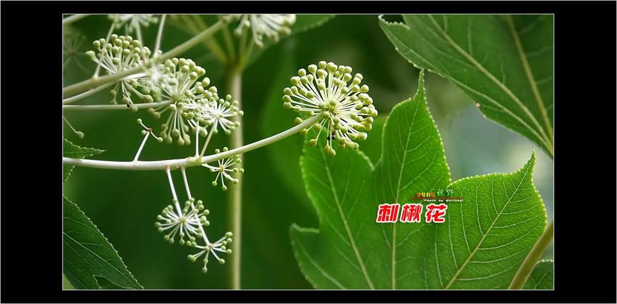 【我的视野】★ 刺楸花 ★