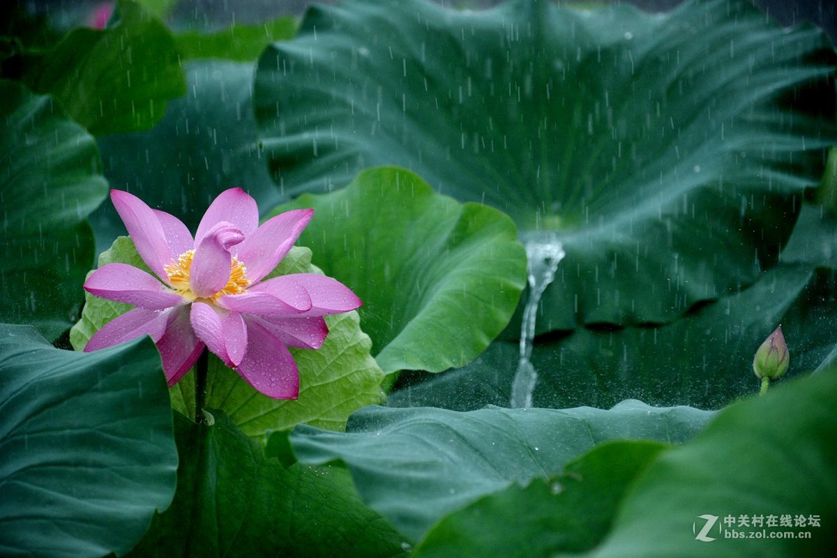 雨中荷