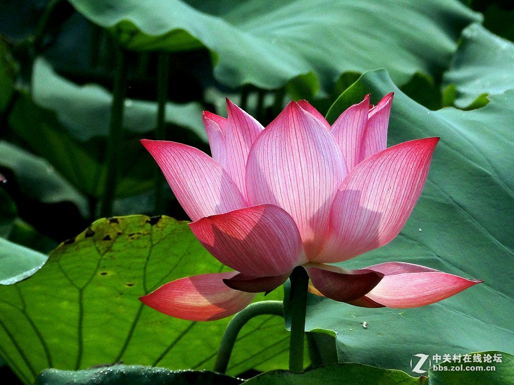 #版主坐堂# 赤峰摄影星空(中国)2016年7月份部分精华作品