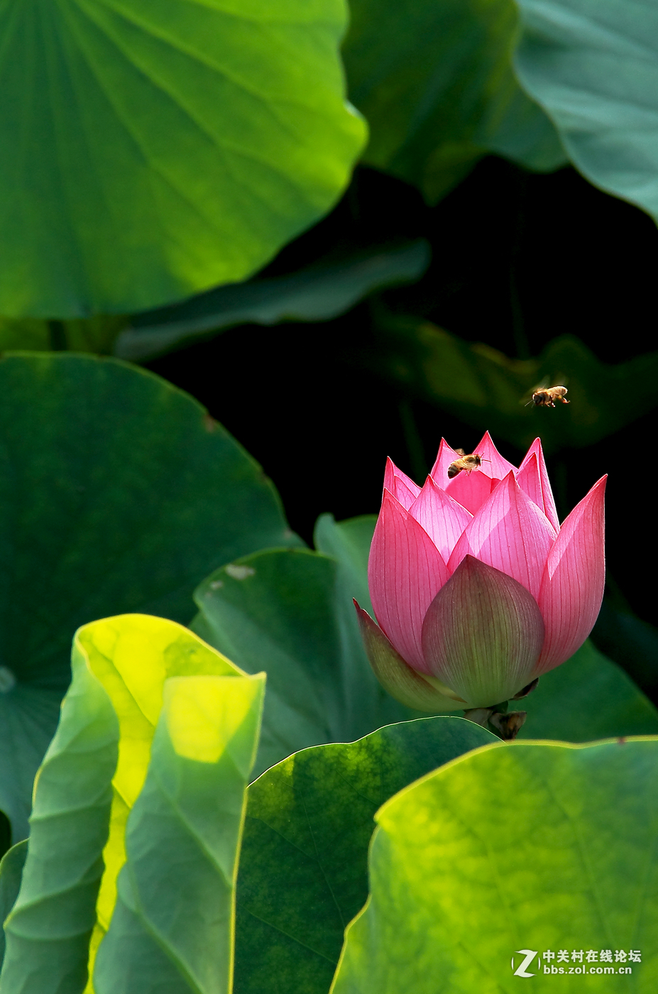 #版主坐堂# 赤峰摄影星空(中国)2016年7月份部分精华作品