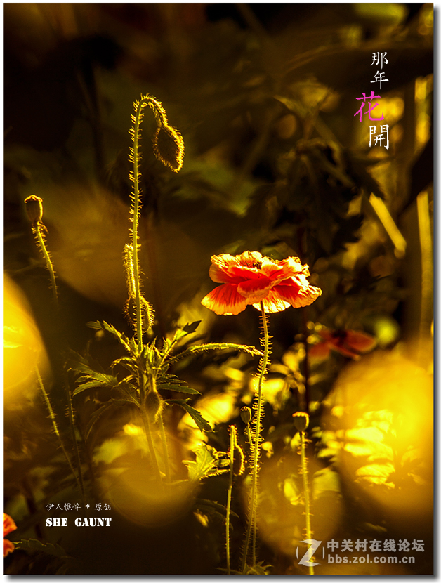 #版主坐堂# 赤峰摄影星空(中国)2016年7月份部分精华作品