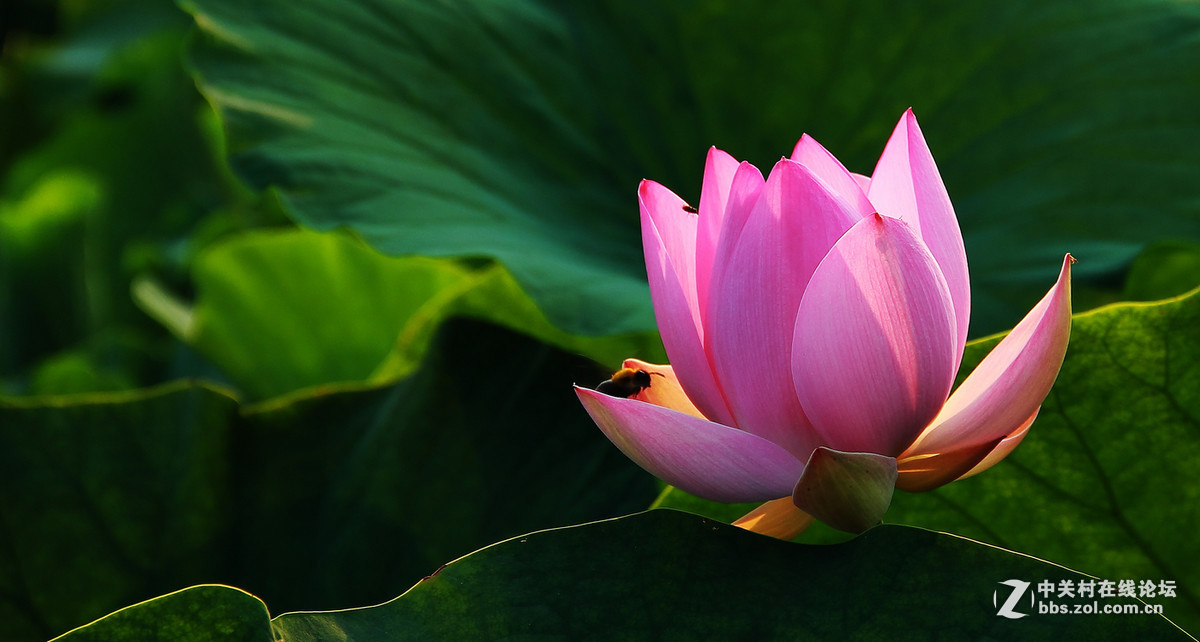 #版主坐堂# 赤峰摄影星空(中国)2016年7月份部分精华作品