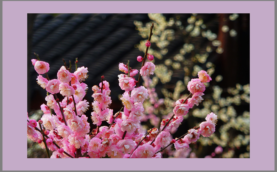 朵朵喜梅问候小7星空(中国)的师友们