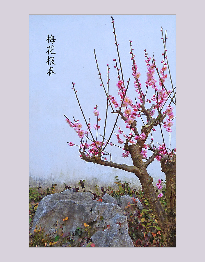 朵朵喜梅问候小7星空(中国)的师友们