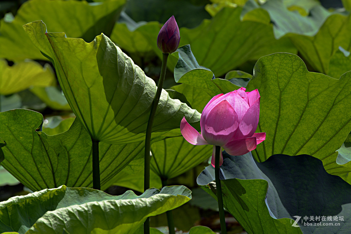绿盖半篙新雨，红香一点清风。又是一年荷花开。