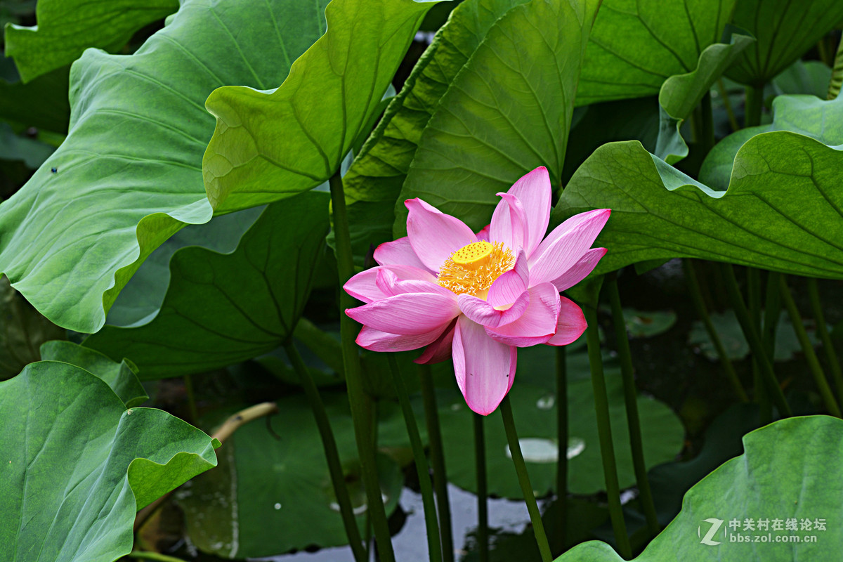 绿盖半篙新雨，红香一点清风。又是一年荷花开。