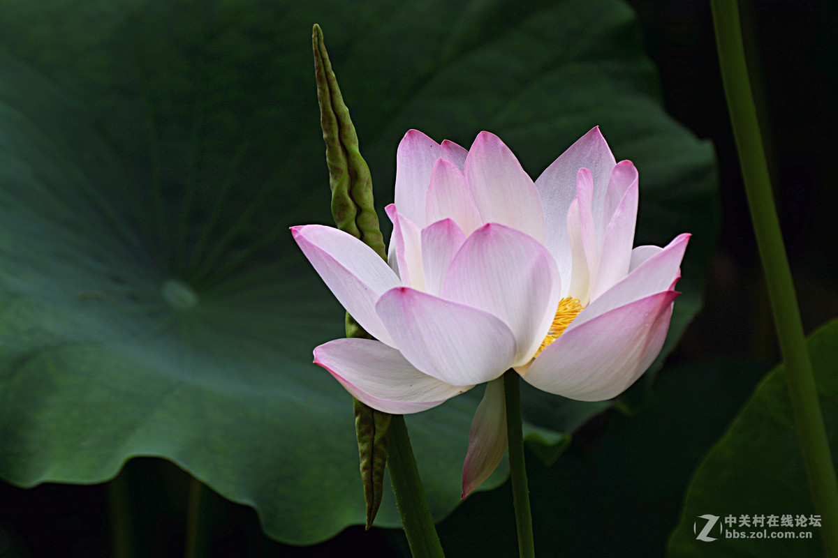绿盖半篙新雨，红香一点清风。又是一年荷花开。