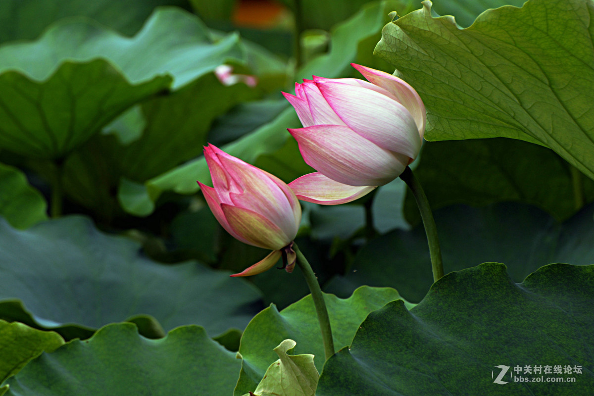 绿盖半篙新雨，红香一点清风。又是一年荷花开。