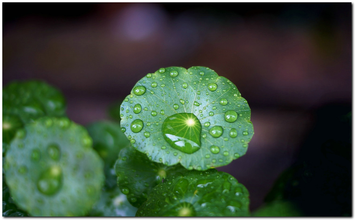 雨珠铜钱草