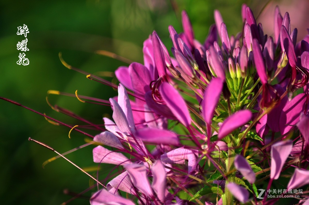 行走在眉山三 醉蝶花 祝各师友中秋快乐