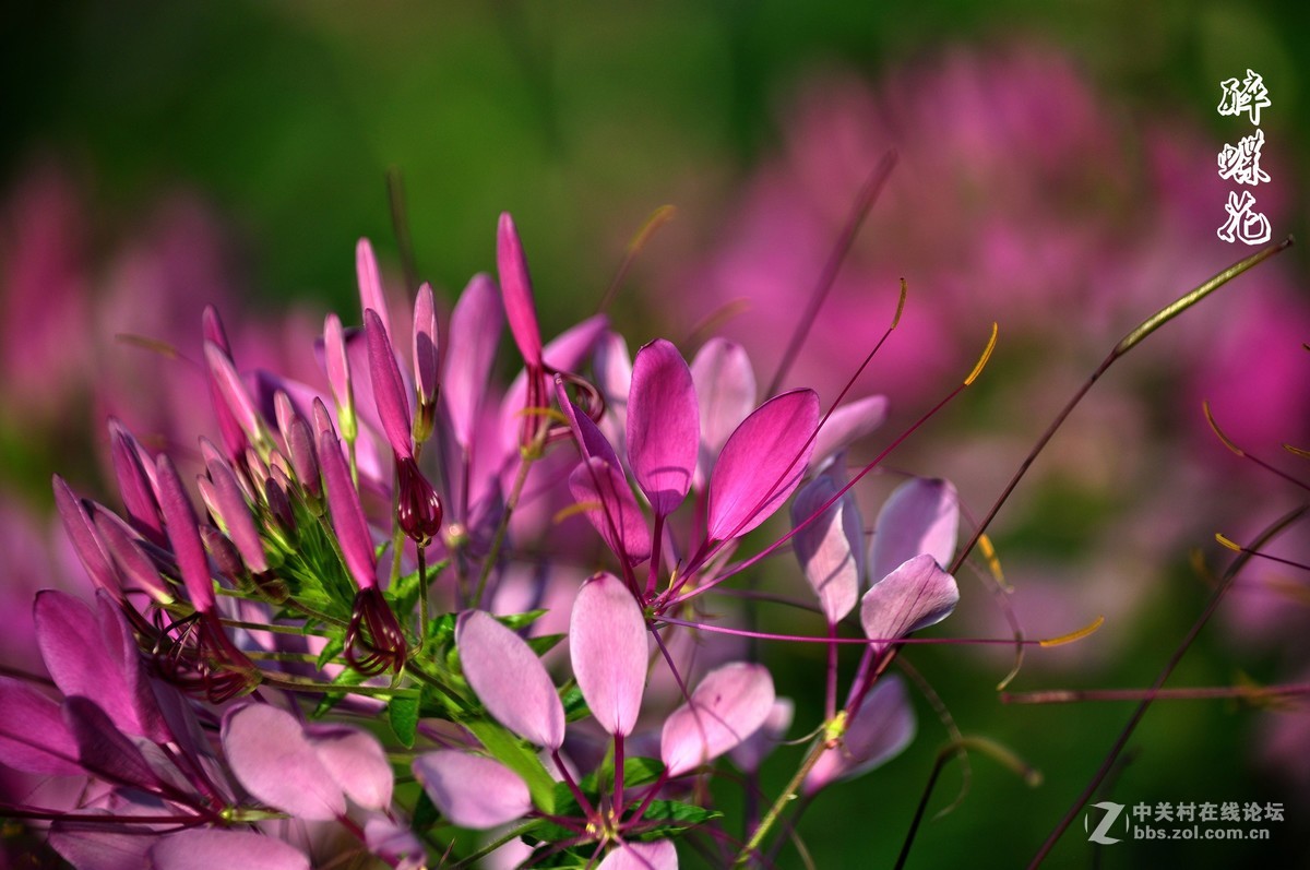 行走在眉山三 醉蝶花 祝各师友中秋快乐
