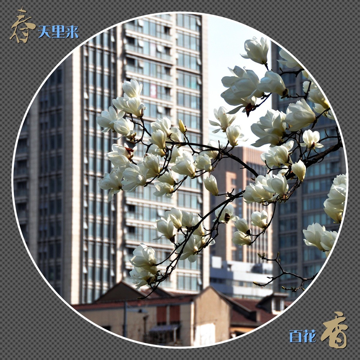 春天里来百花香