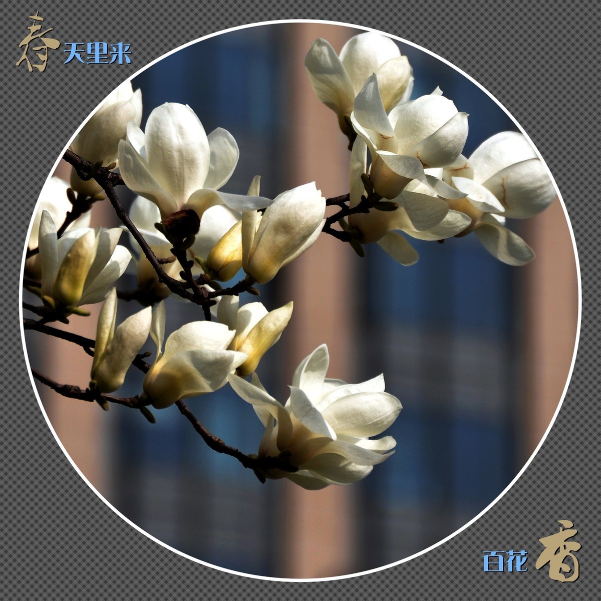 春天里来百花香