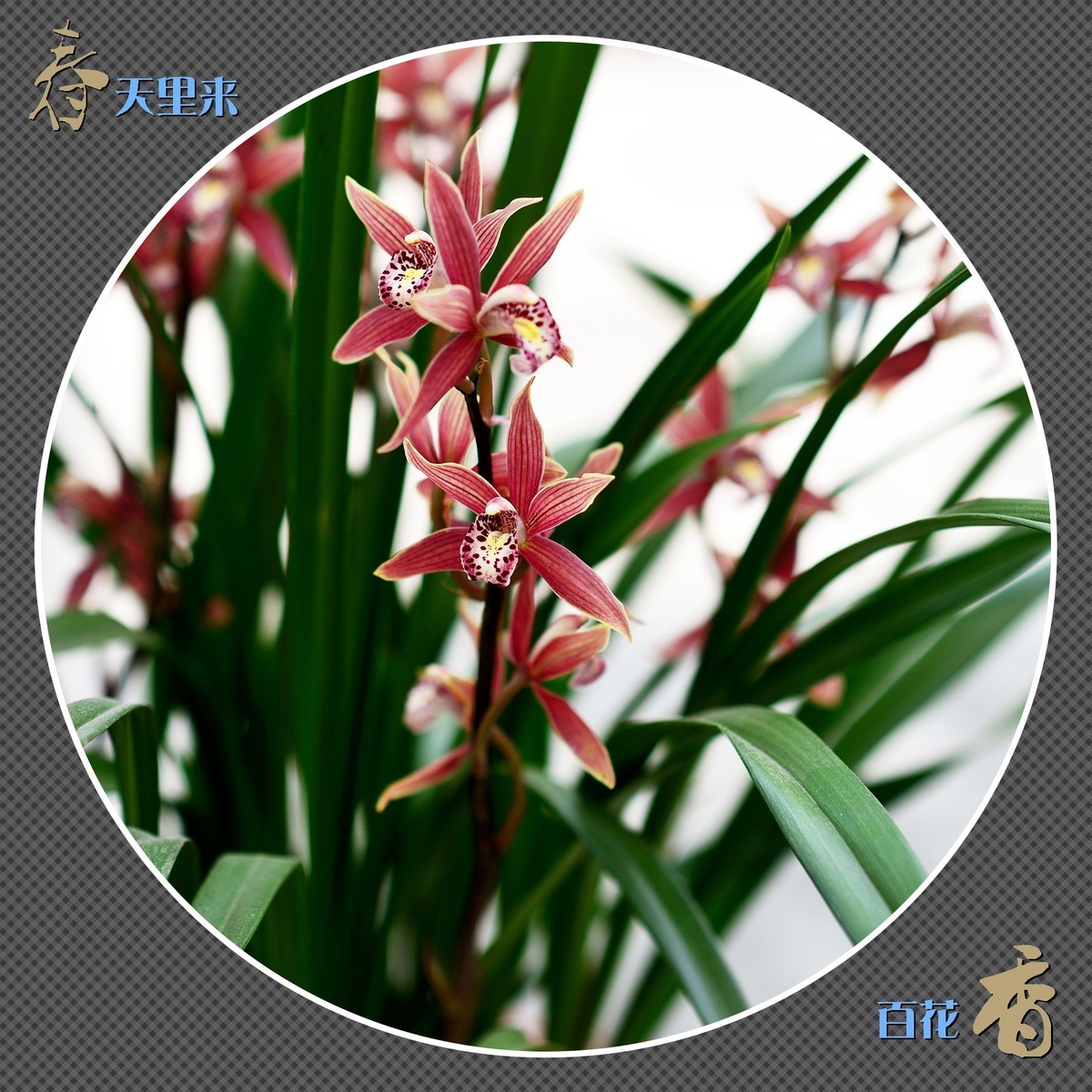 春天里来百花香