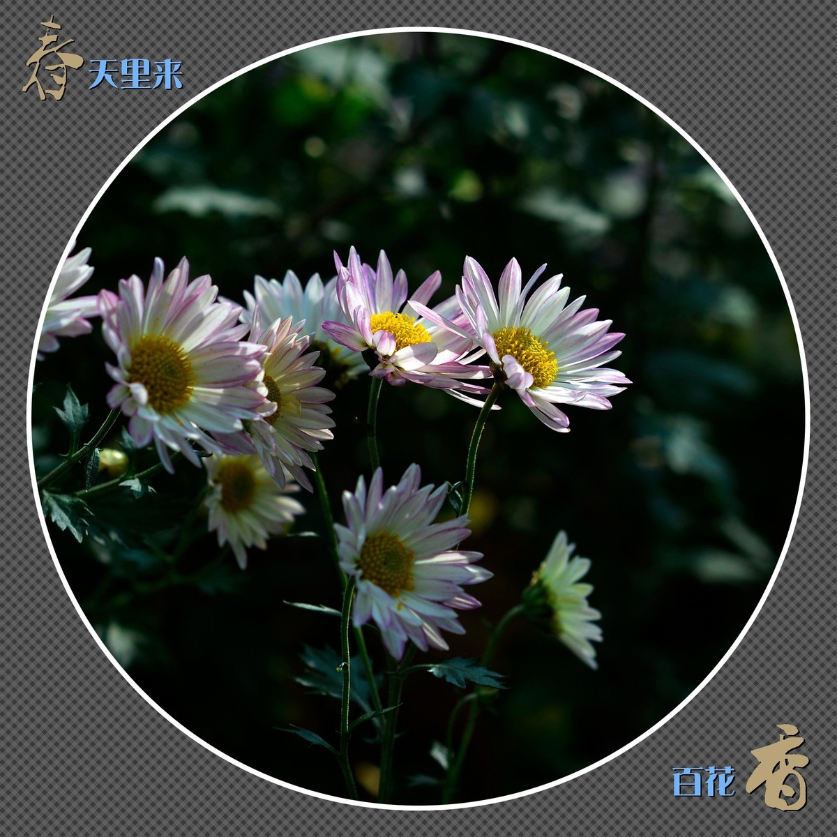 春天里来百花香