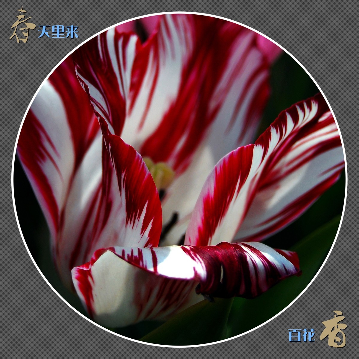 春天里来百花香