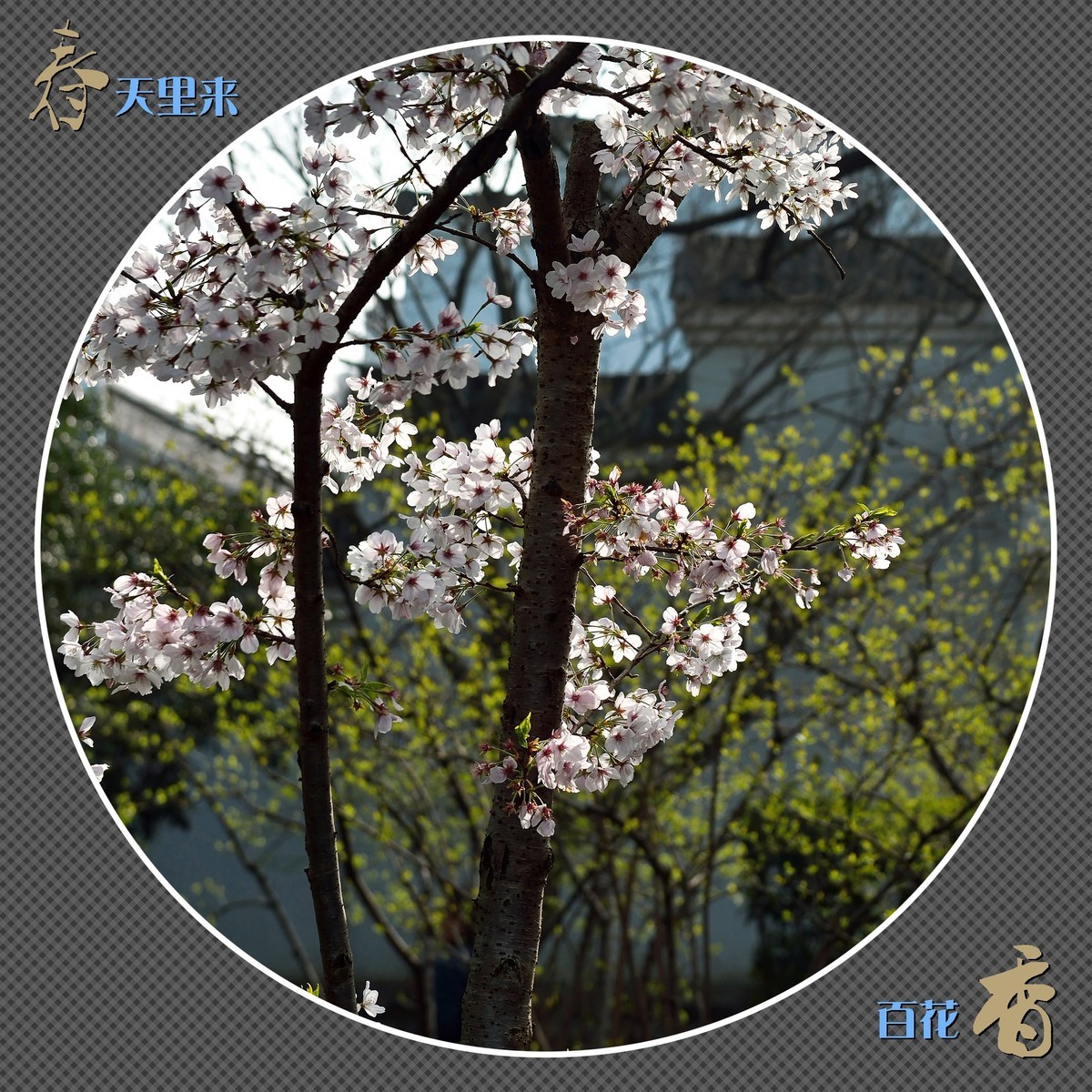 春天里来百花香