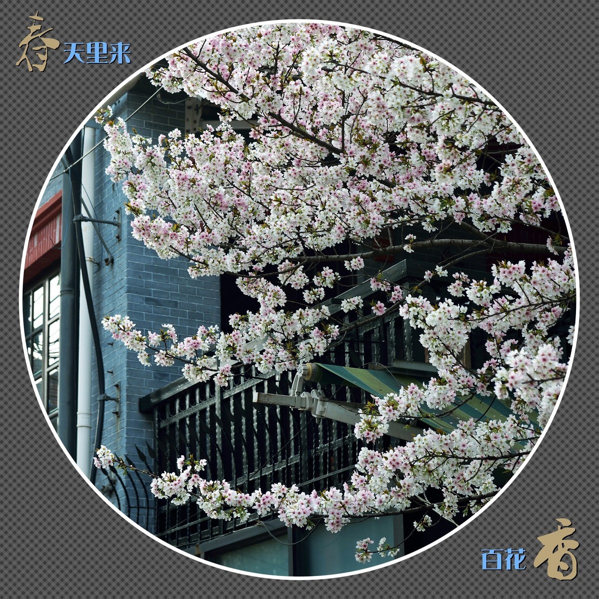 春天里来百花香