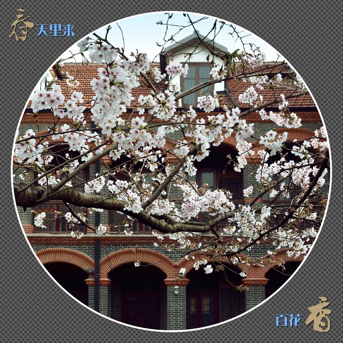 春天里来百花香