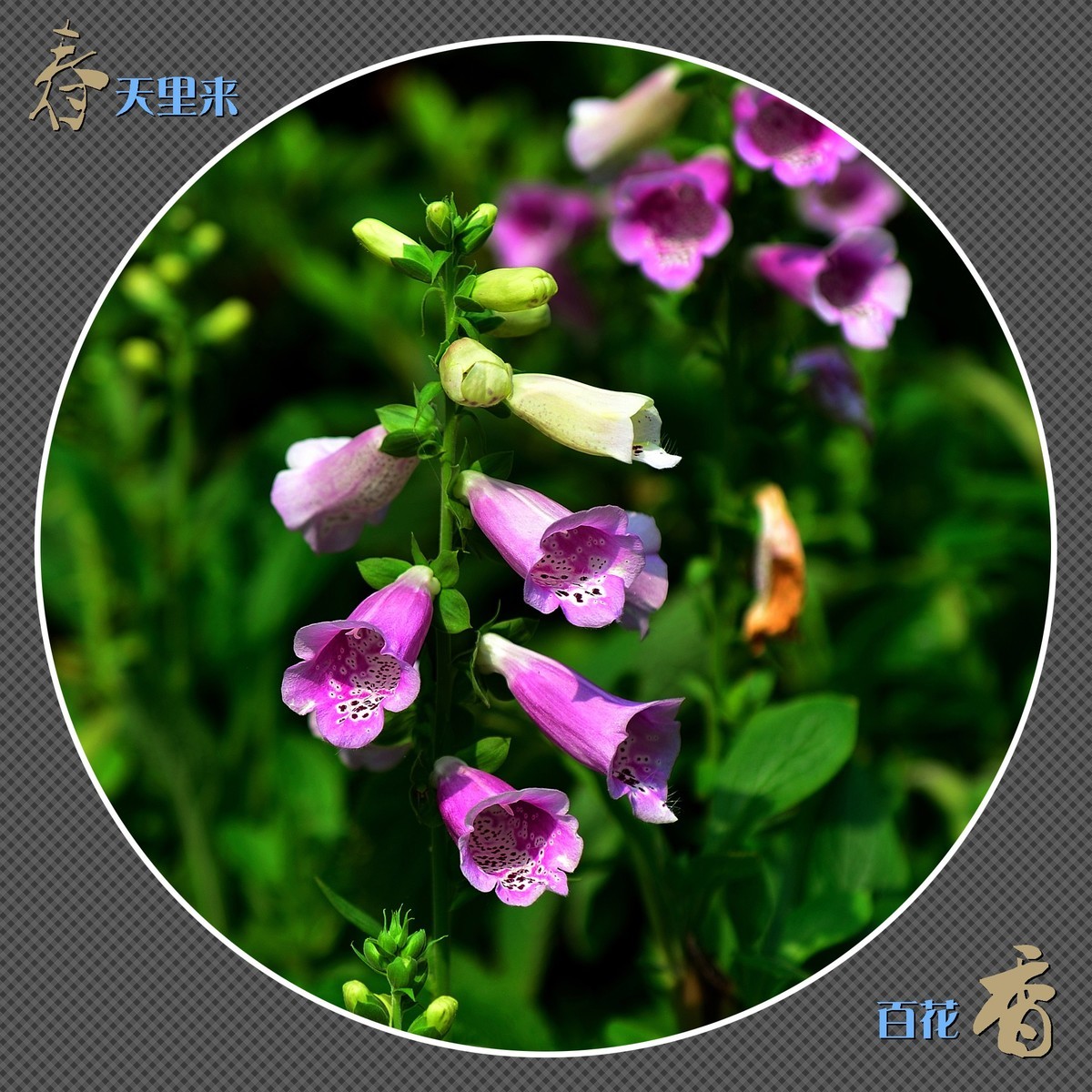 春天里来百花香