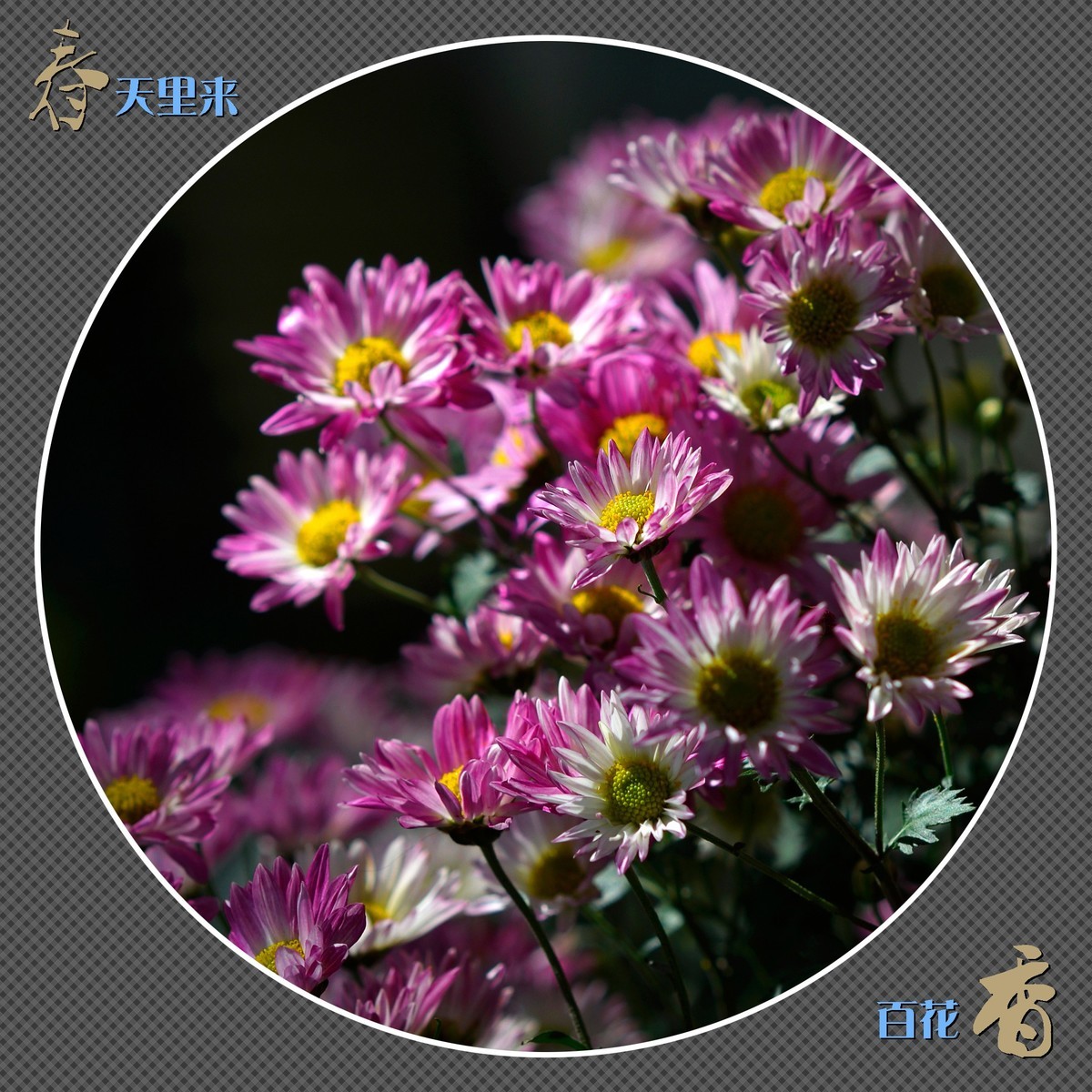 春天里来百花香