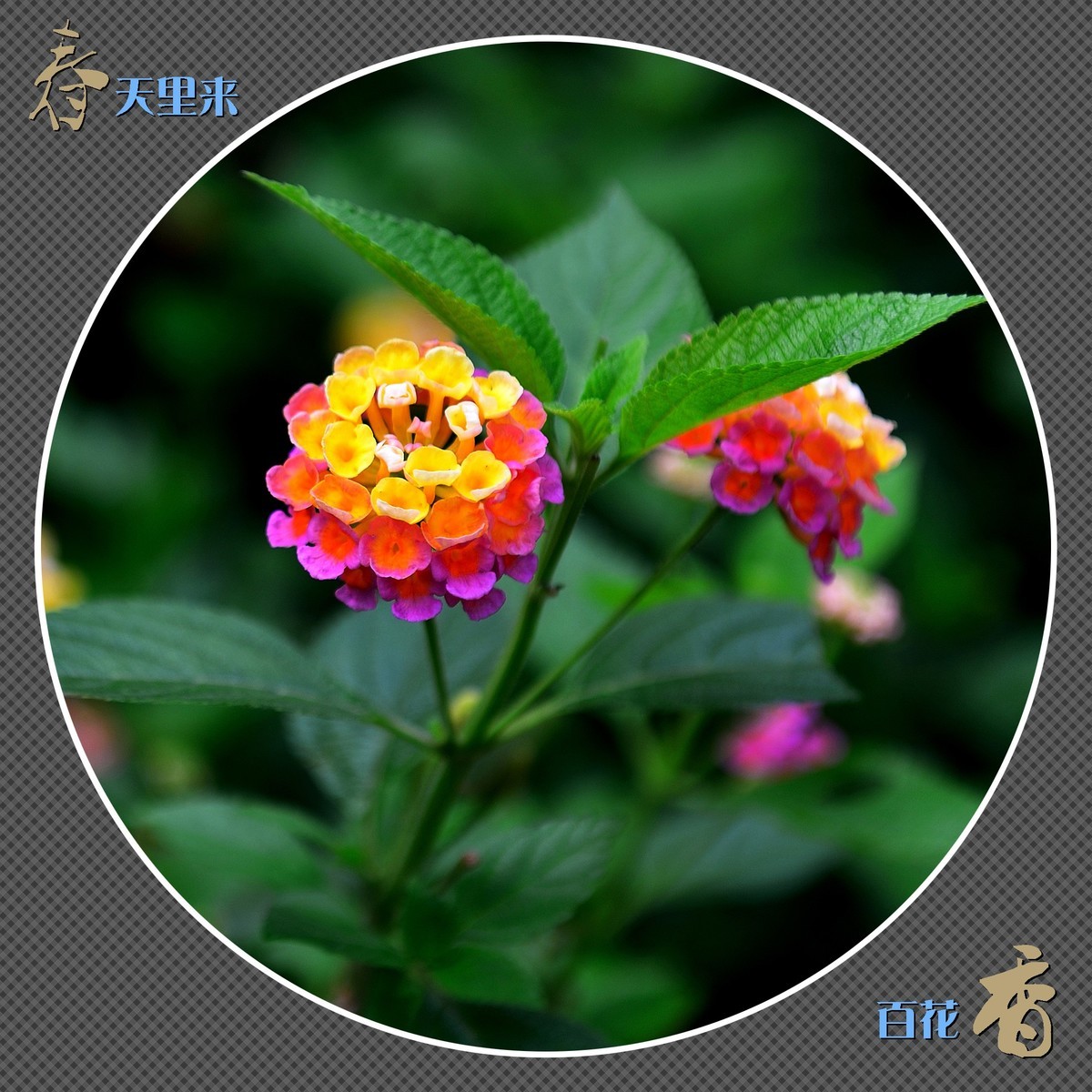 春天里来百花香