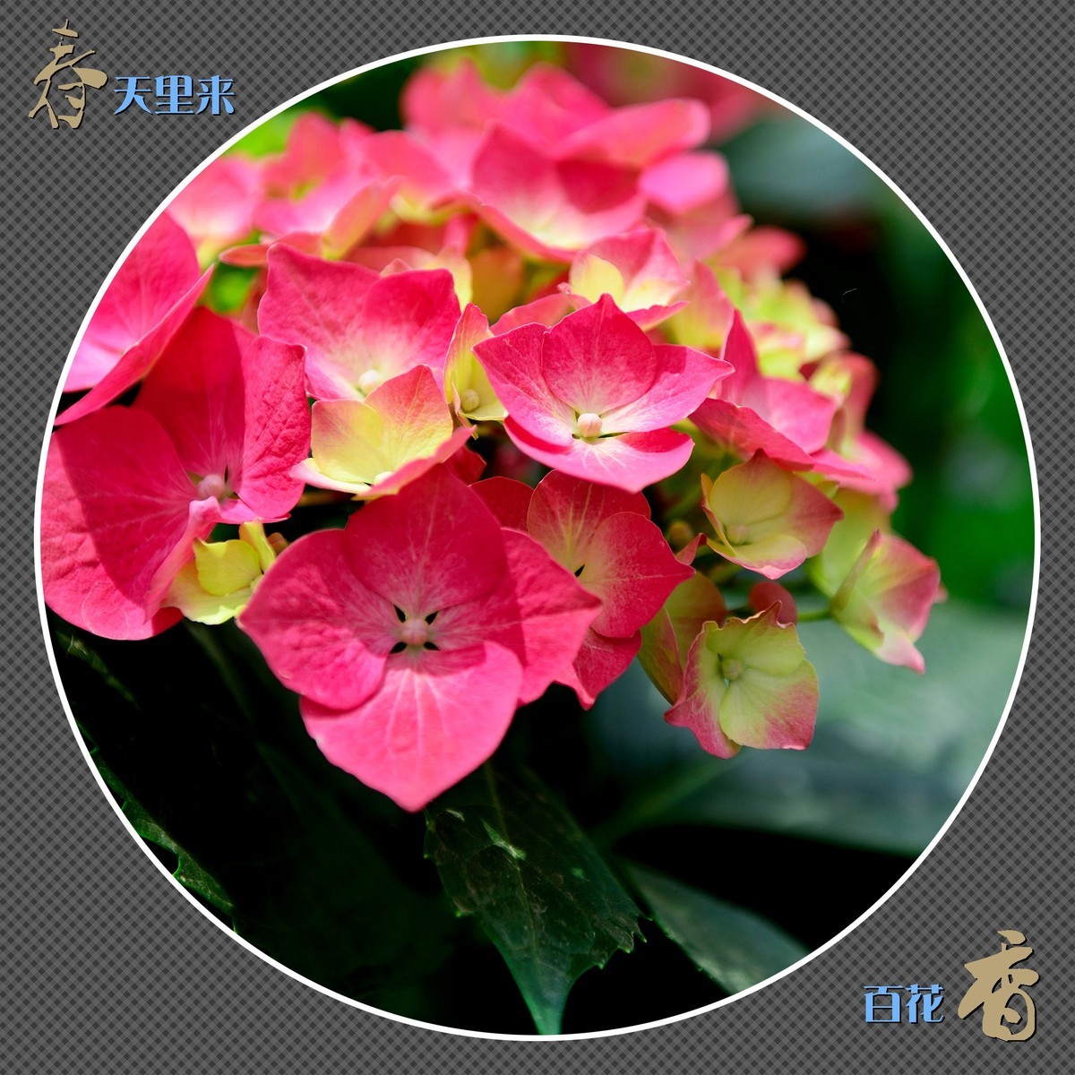 春天里来百花香