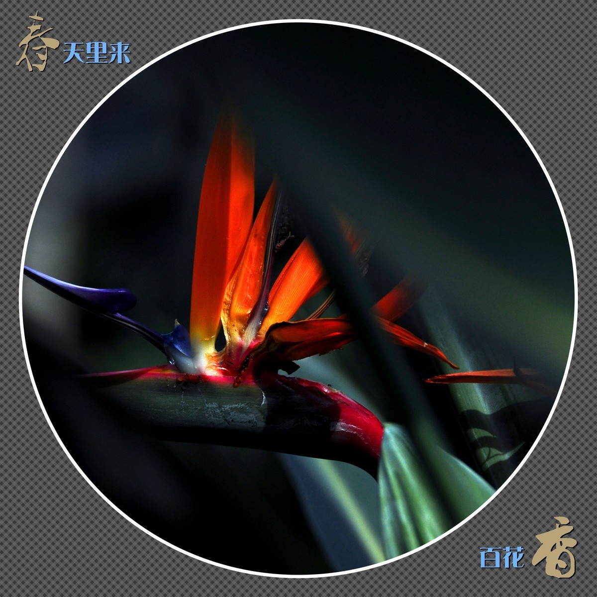 春天里来百花香