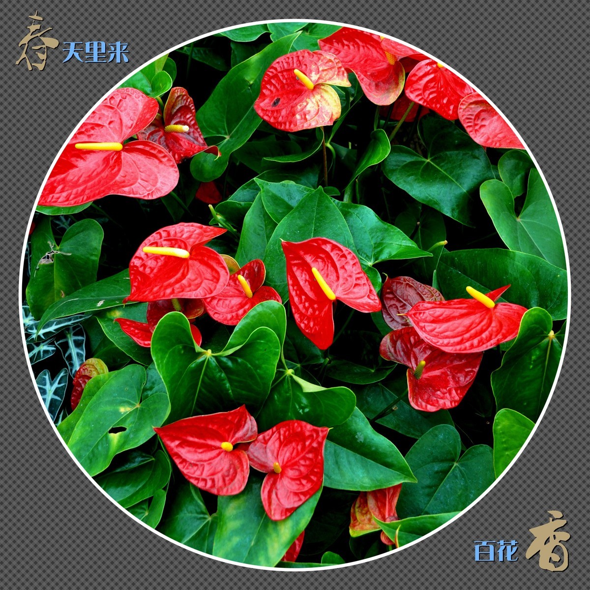 春天里来百花香