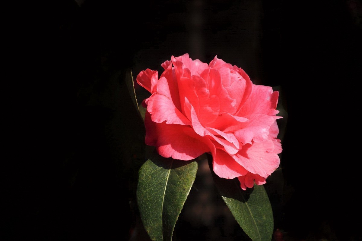 云南山茶花——（二）