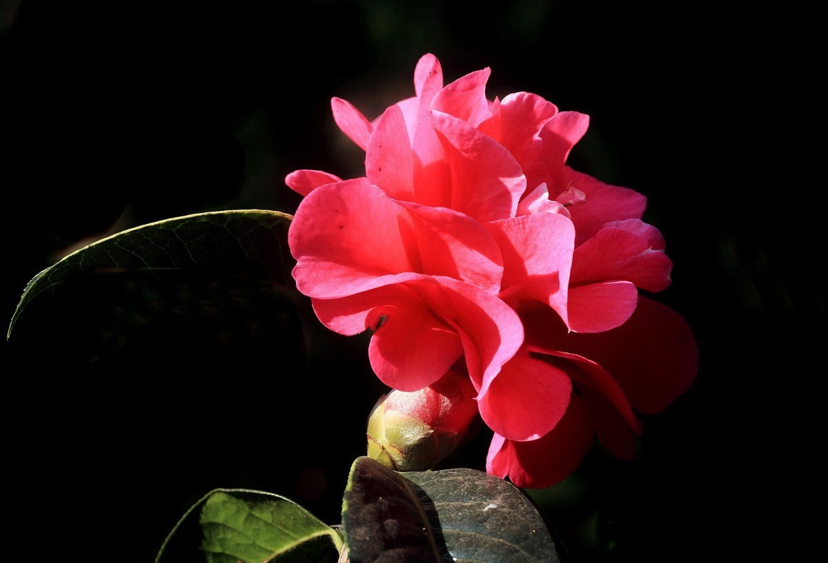 云南山茶花——（二）