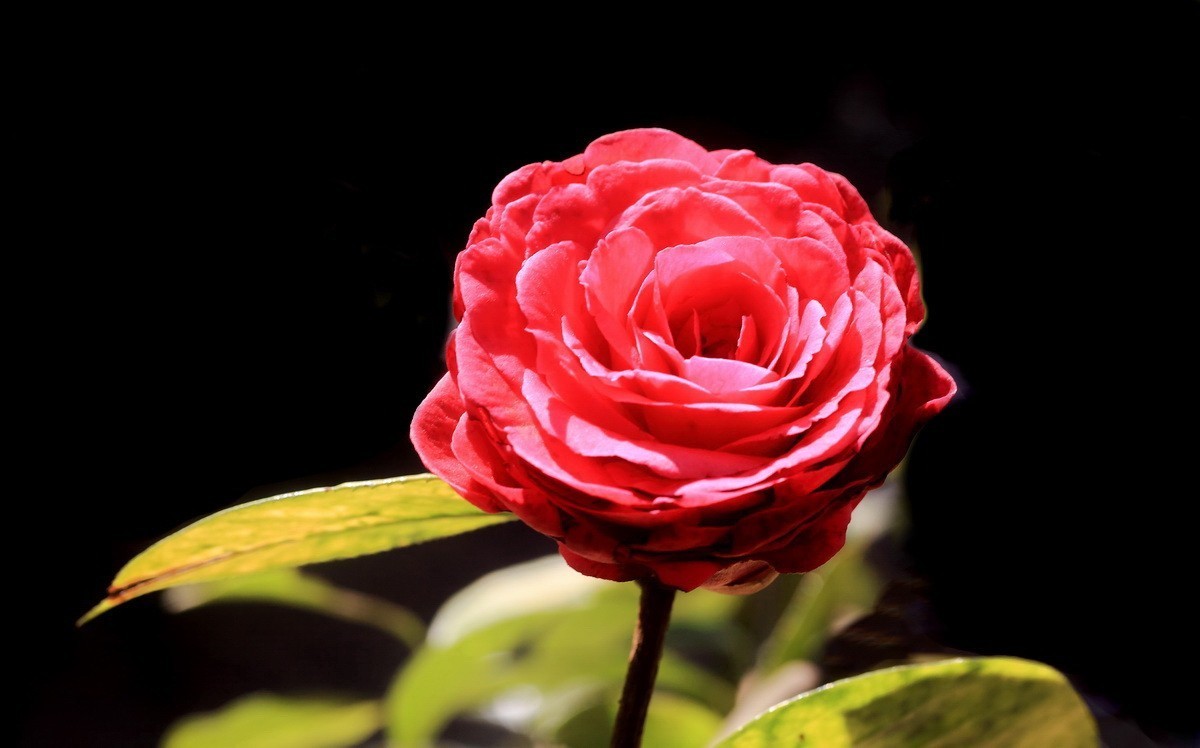 云南山茶花——（二）