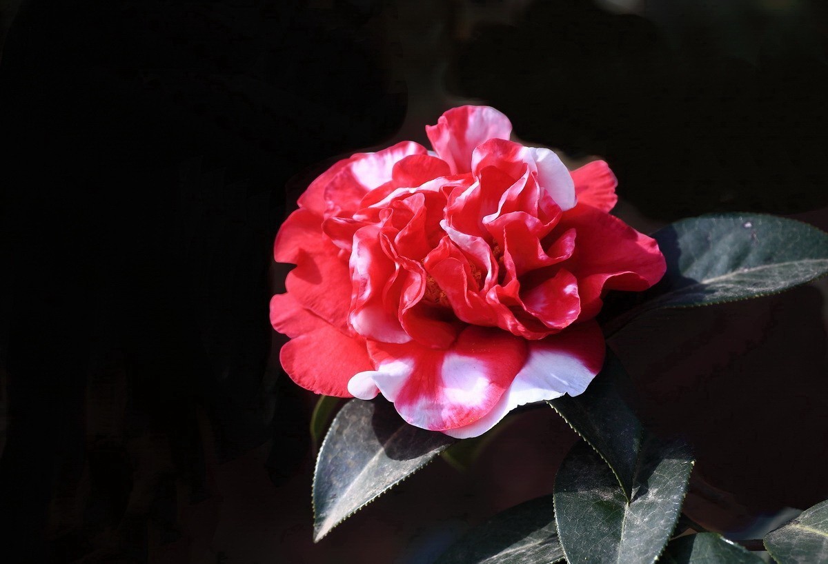 云南山茶花——（二）