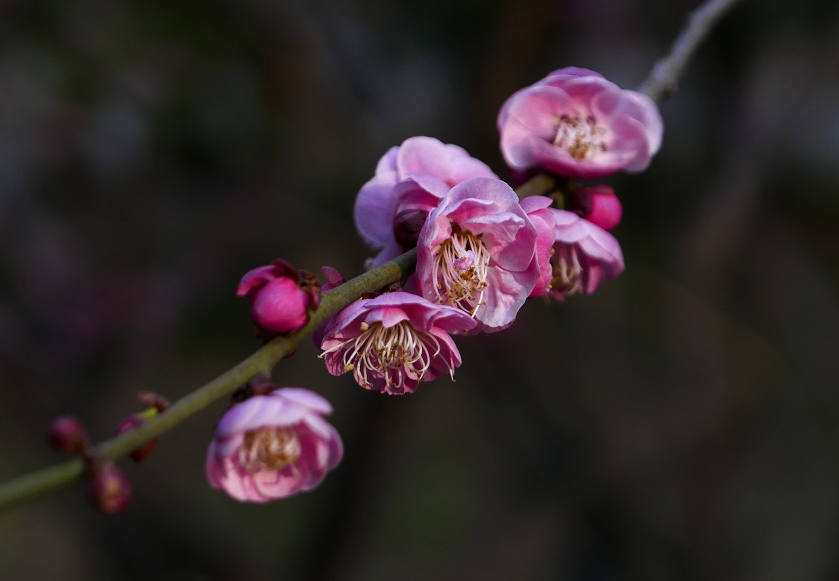 小区梅花也灿烂——祝各位版主和摄友新春快乐！