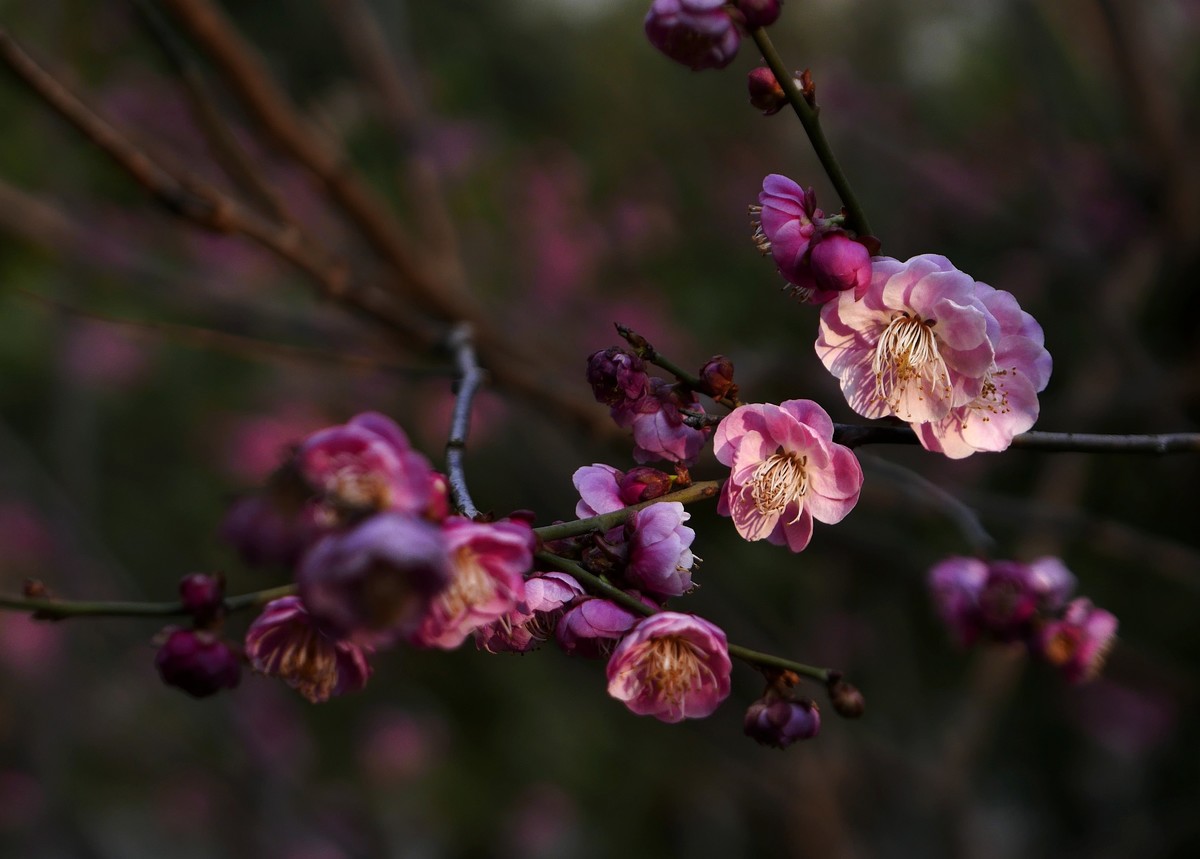 小区梅花也灿烂——祝各位版主和摄友新春快乐！