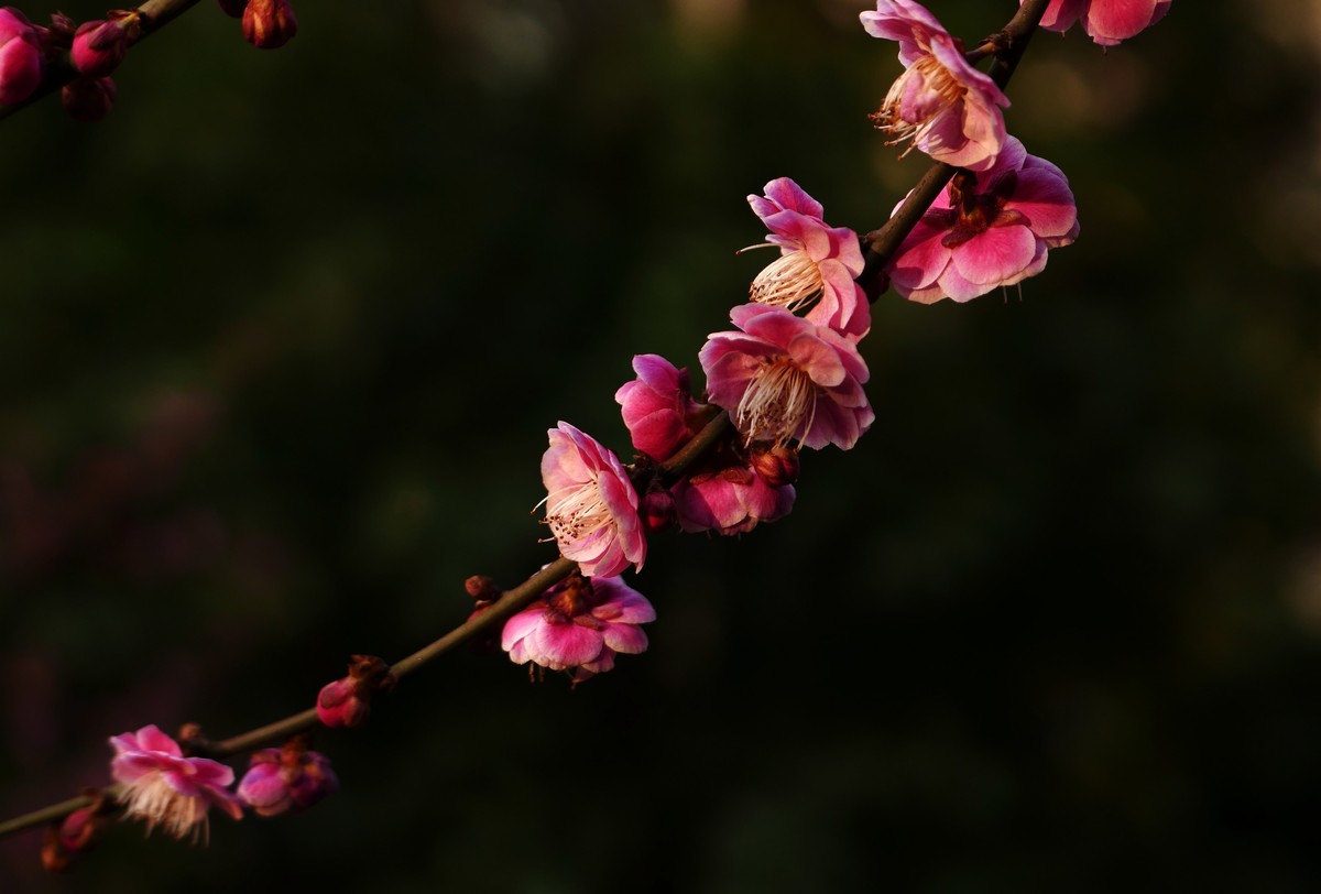 小区梅花也灿烂——祝各位版主和摄友新春快乐！