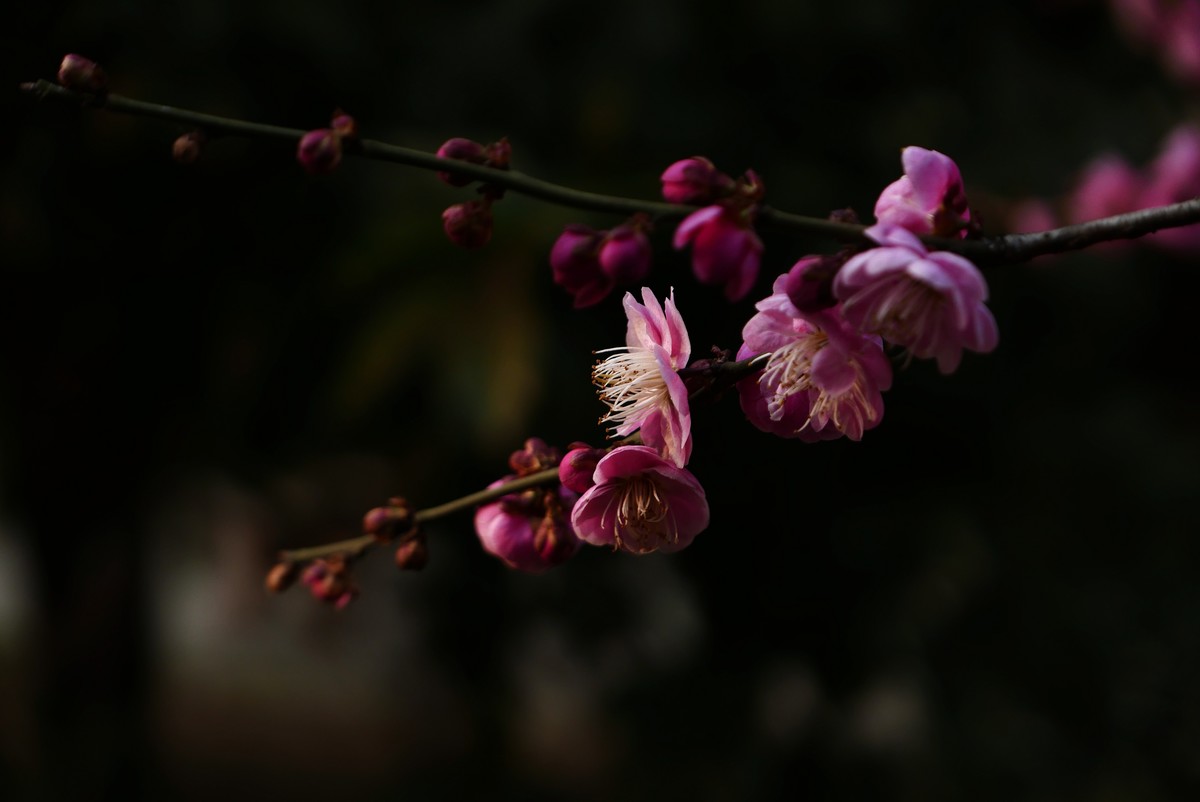 小区梅花也灿烂——祝各位版主和摄友新春快乐！