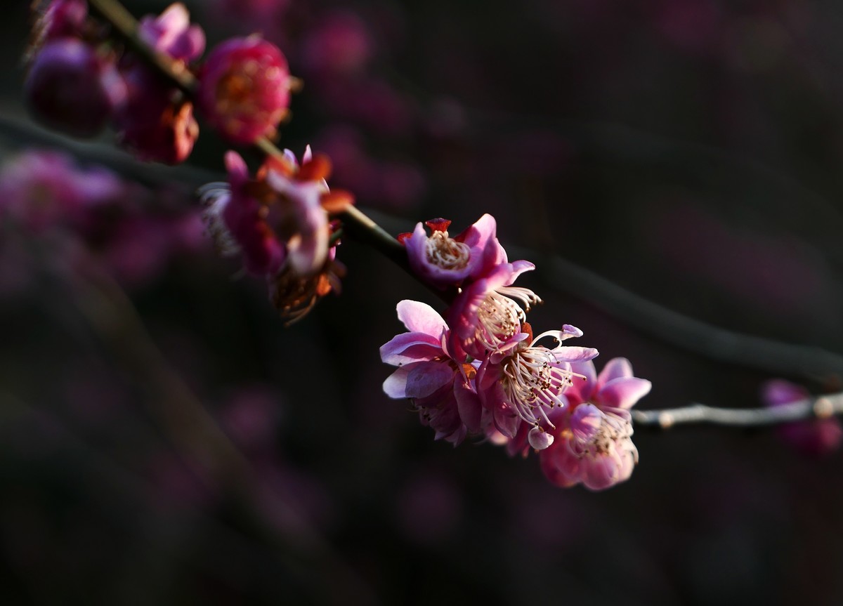 小区梅花也灿烂——祝各位版主和摄友新春快乐！