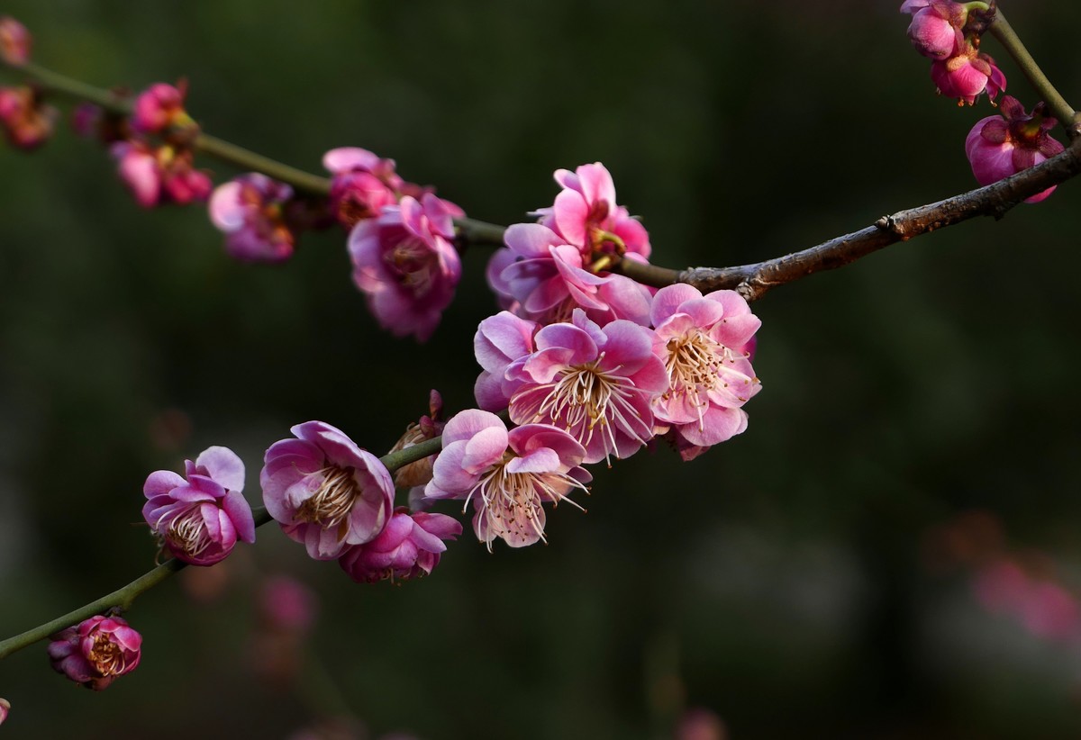 小区梅花也灿烂——祝各位版主和摄友新春快乐！